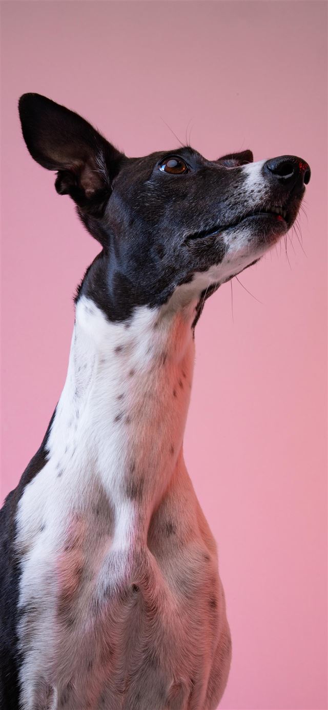1080x1920 dog - animal iPhone SE Wallpaper