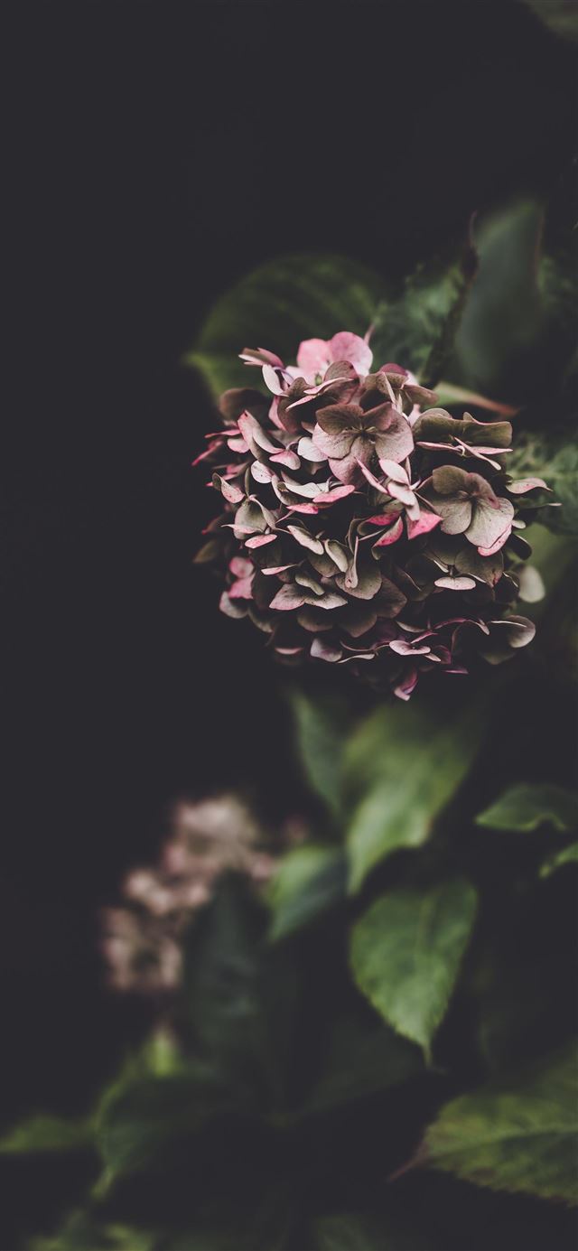 1080x1920 Delicate hydrangea flower  fragility in nature - dark (black) iPhone SE Wallpaper