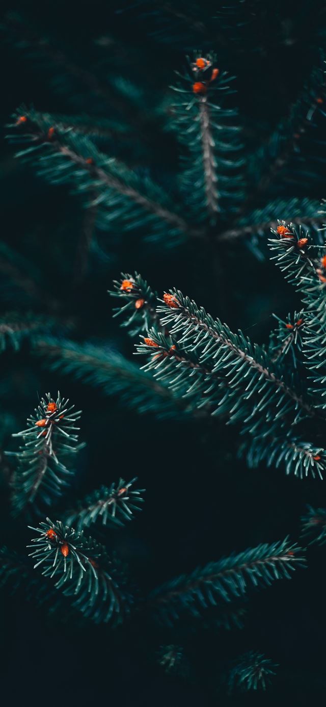 1080x1920 Serbia -  iPhone SE Wallpaper