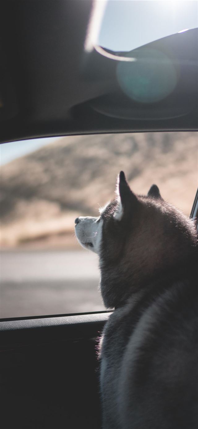 1080x1920 dog - car iPhone SE Wallpaper