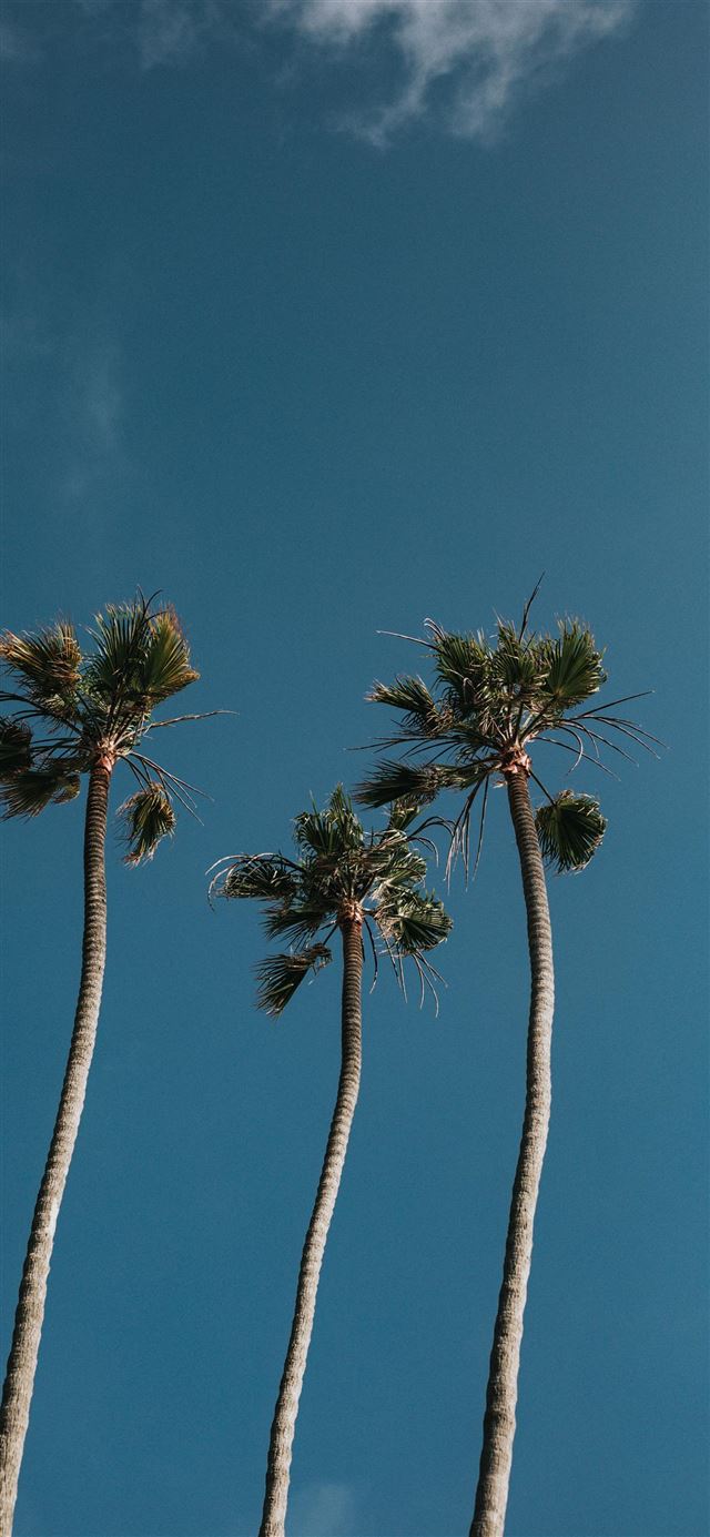 1080x1920 Palm Tree Trio - ocean iPhone SE Wallpaper