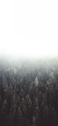 Lost in the woods wallpaper