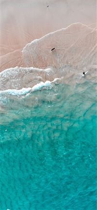 The dog’s dream wallpaper