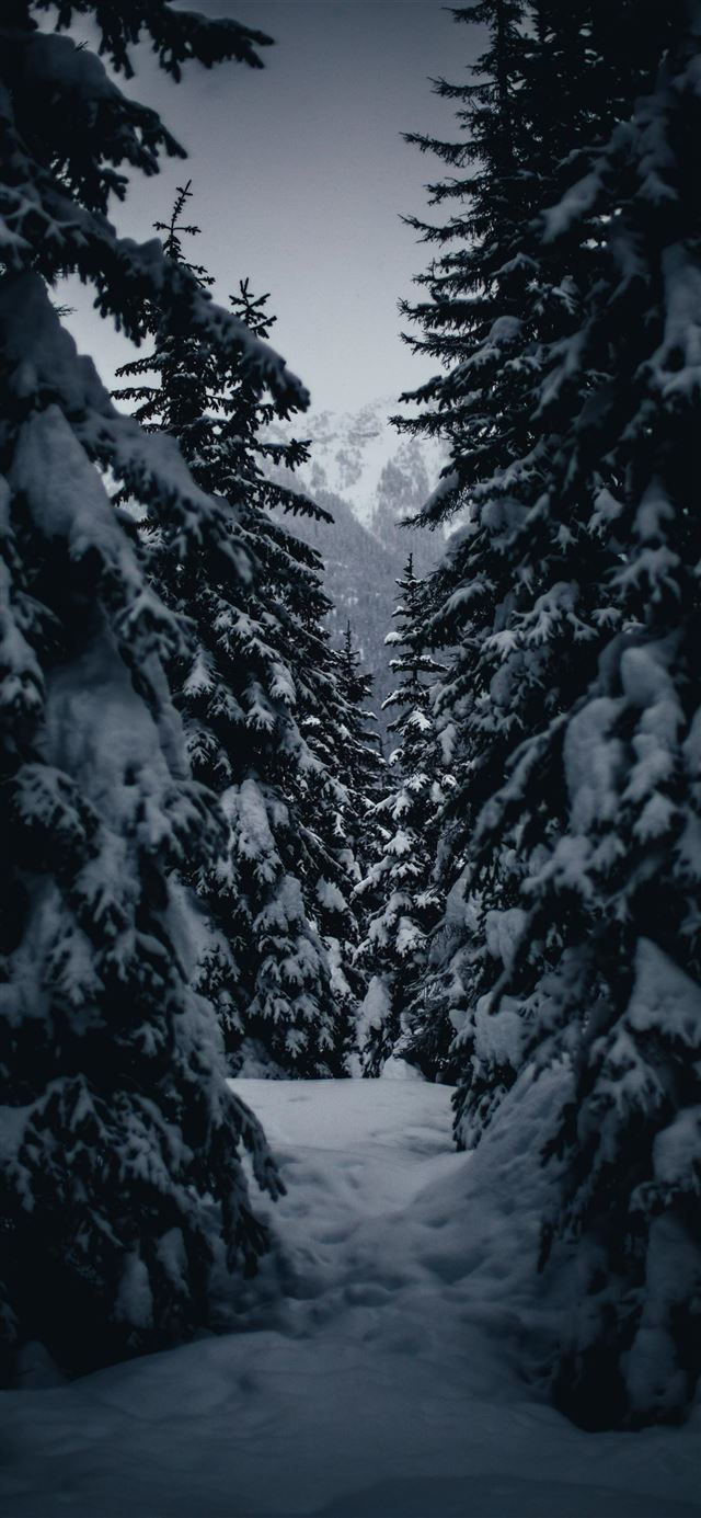 1080x1920 Duffey Pass  Lillooet  Canada - fir iPhone SE Wallpaper