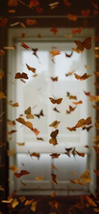 Butterfly room wallpaper
