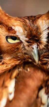 This little screech owl looks at me while I photog... wallpaper