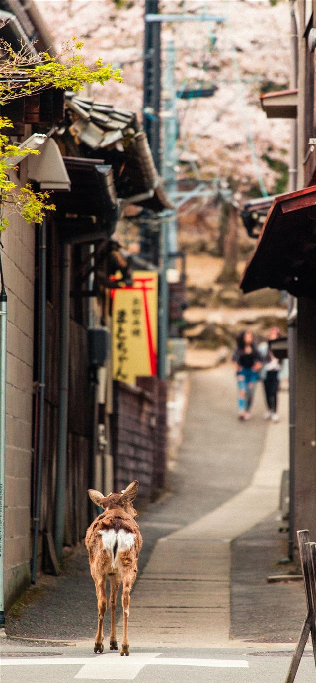 1080x1920 Miyajima -  iPhone SE Wallpaper