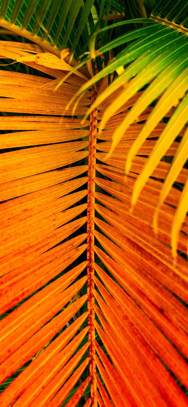 1080x1920 Saint François  Guadeloupe - pattern iPhone SE Wallpaper