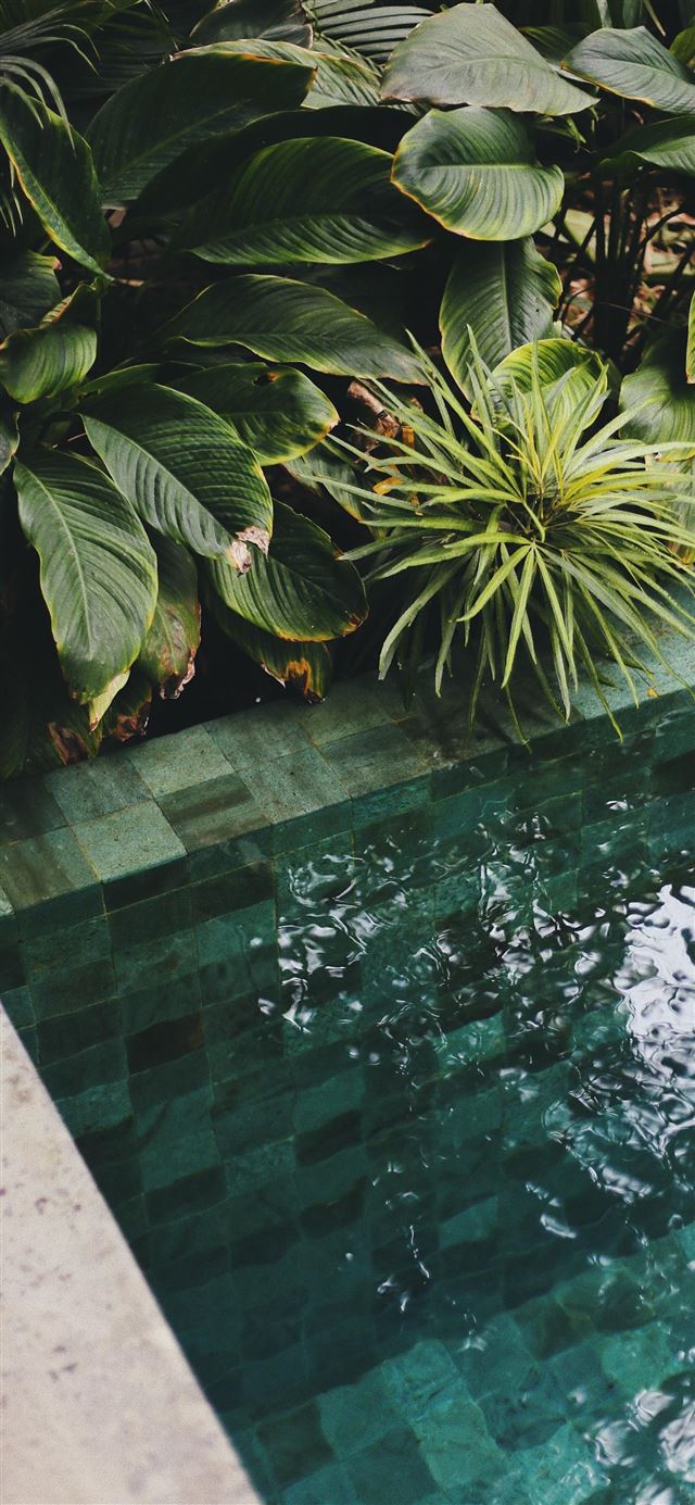 1080x1920 The Slow  Bali  Indonesia - blossom iPhone SE Wallpaper