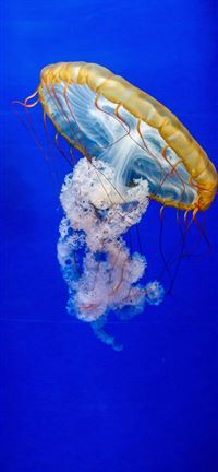 Méduse wallpaper
