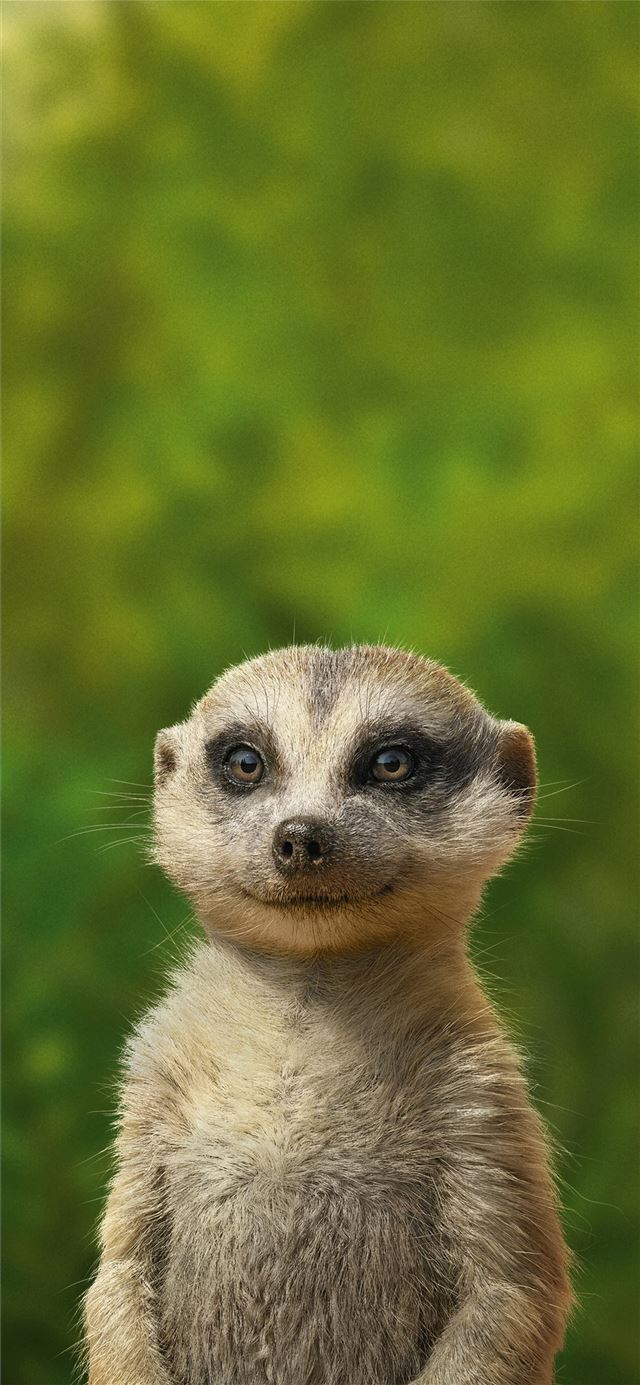 1080x1920 timon and pumbaa - movies iPhone SE Wallpaper