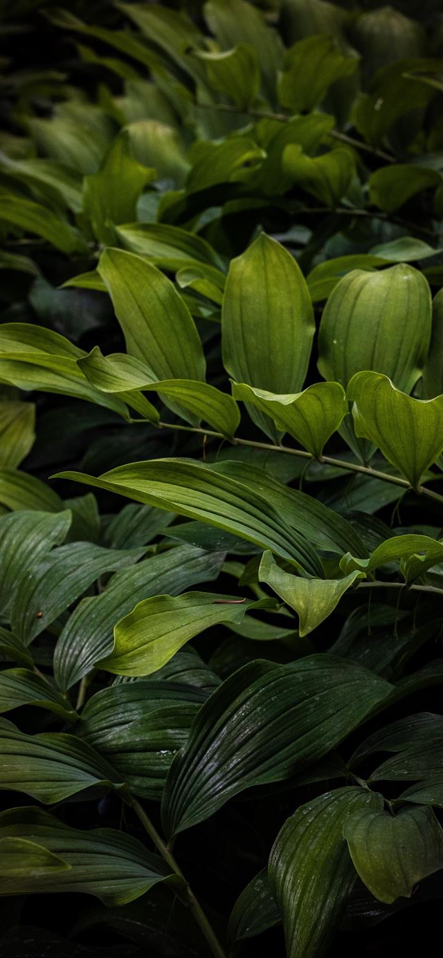 1080x1920 Beautiful ferns overlap one another - blossom iPhone SE Wallpaper