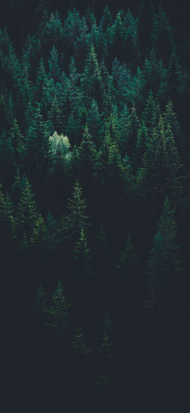 1080x1920 scenery of forest trees - grey iPhone SE Wallpaper