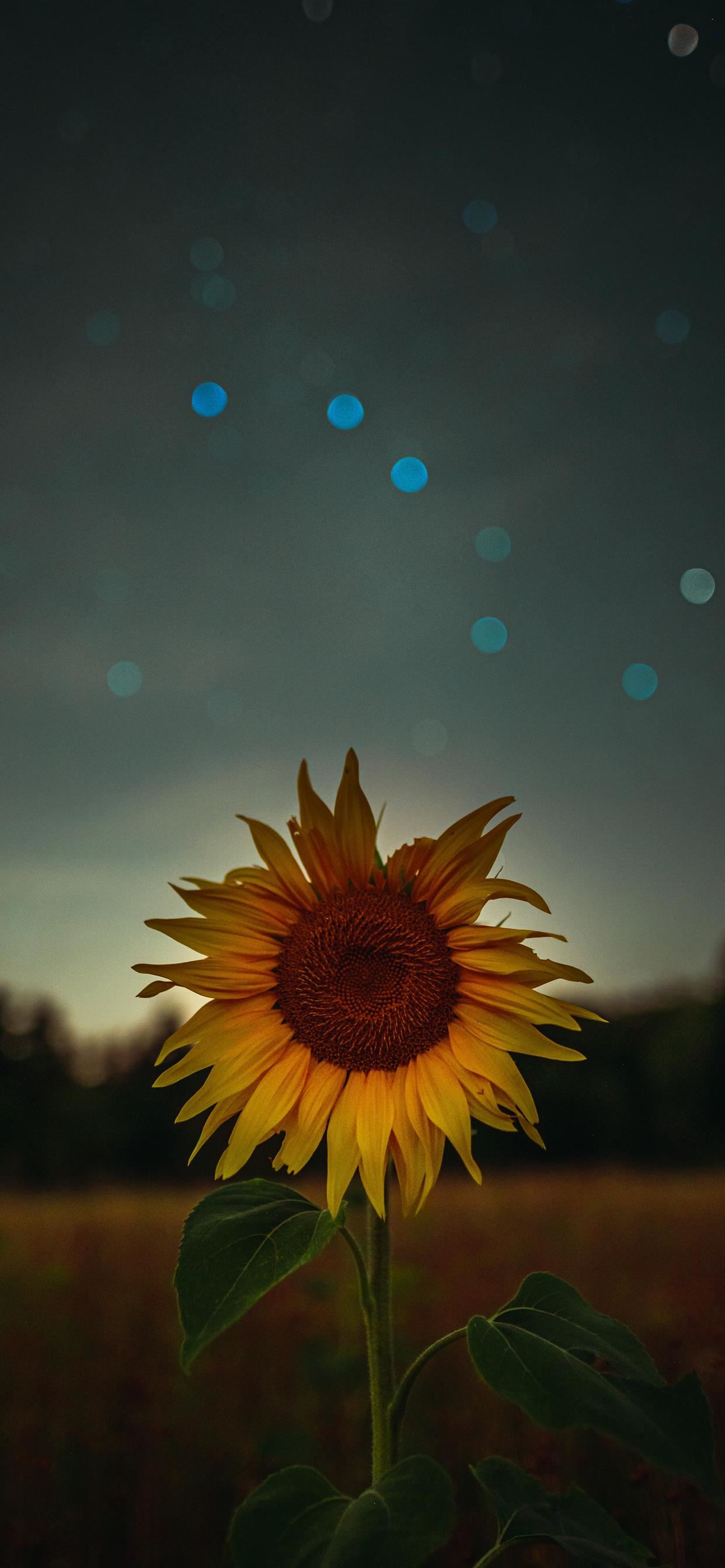 Download Enjoy the beauty of sunshine and sunshine with this vibrant  sunflower aesthetic iPhone wallpaper Wallpaper | Wallpapers.com