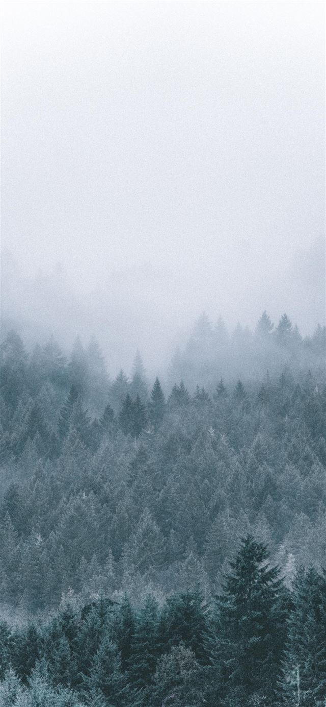 1080x1920 foggy icy green pine trees scenery - usa iPhone SE Wallpaper