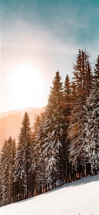 green pine trees on inclined snow mountain wallpaper
