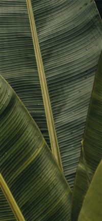 green banana leaves wallpaper
