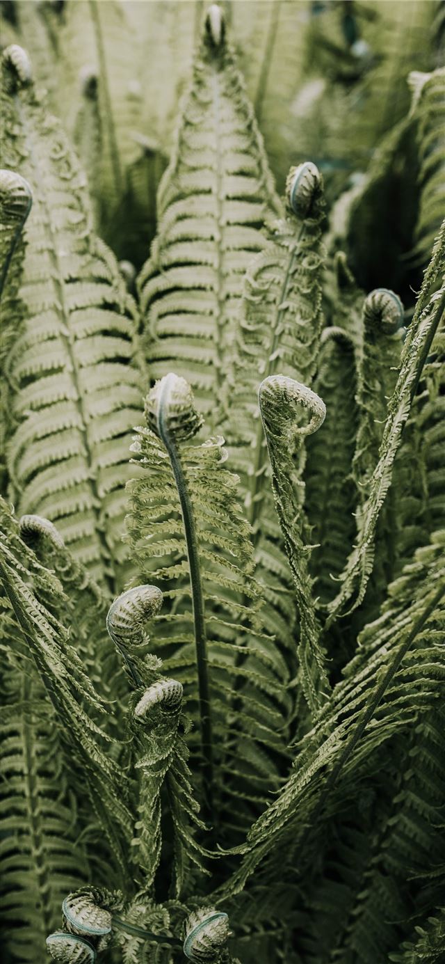 1080x1920 green leafed plant - grey iPhone SE Wallpaper