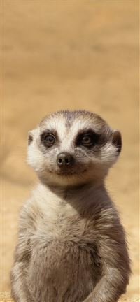 billy eichner as timon the lion king 2019 4k wallpaper