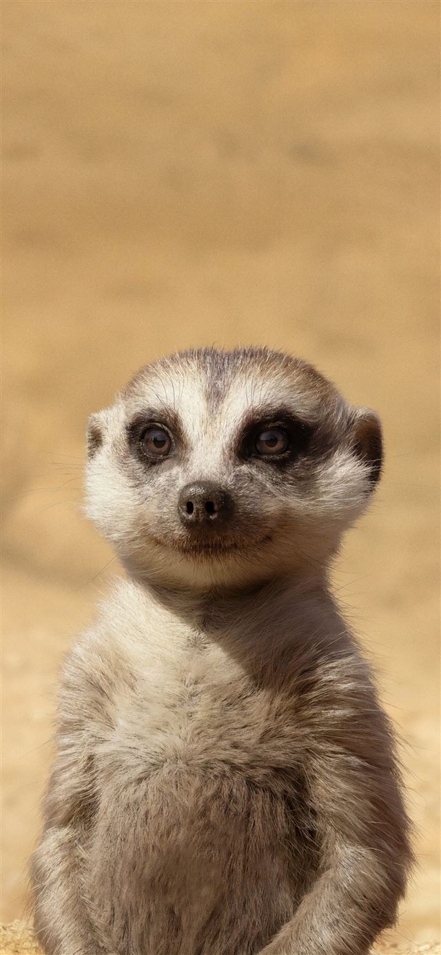 1080x1920 billy eichner as timon the lion king 2019 4k - lion iPhone SE Wallpaper