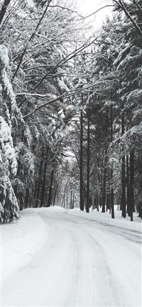 road surrounded by trees during winter wallpaper
