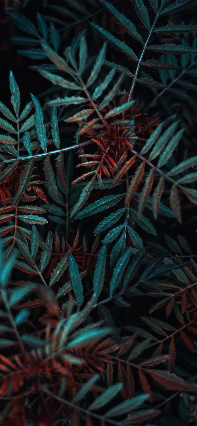 1080x1920 green leafed plant - grey iPhone SE Wallpaper