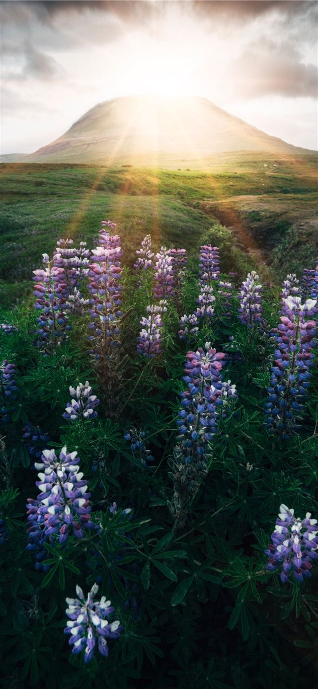 1080x1920 pink and white flowers under sunrise - flower iPhone SE Wallpaper