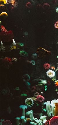 photography of sea corals wallpaper