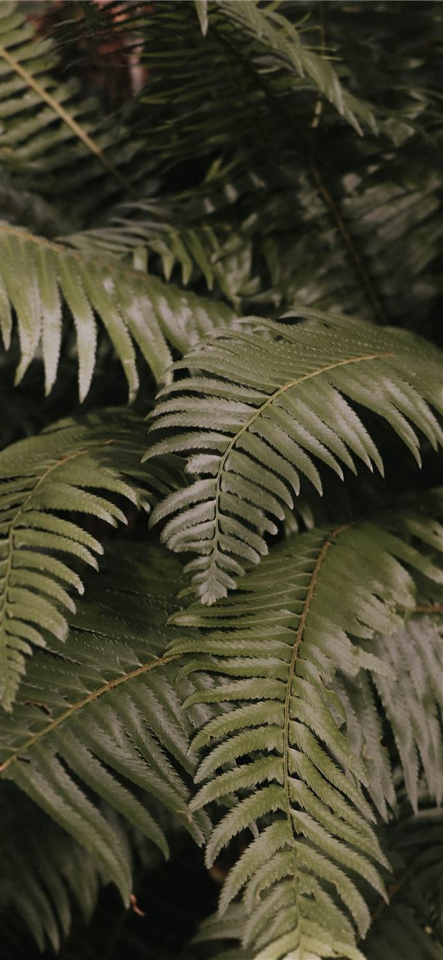 1080x1920 green fern plant - animal iPhone SE Wallpaper