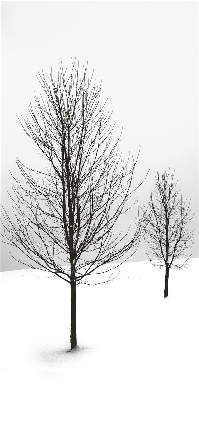 1080x1920 selective focus photography of bare tree - winter iPhone SE Wallpaper