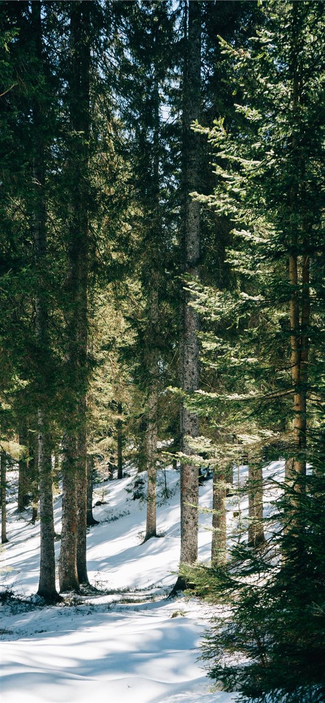 1080x1920 forest during daytime - grey iPhone SE Wallpaper