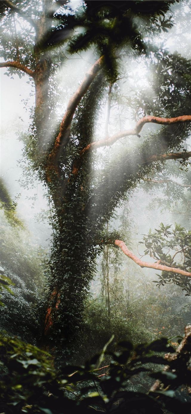 1080x1920 forest tree under clear sky - jungle iPhone SE Wallpaper