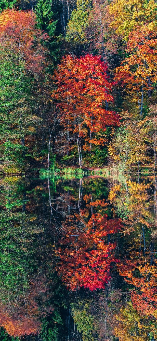 1080x1920 view of trees - autumn iPhone SE Wallpaper