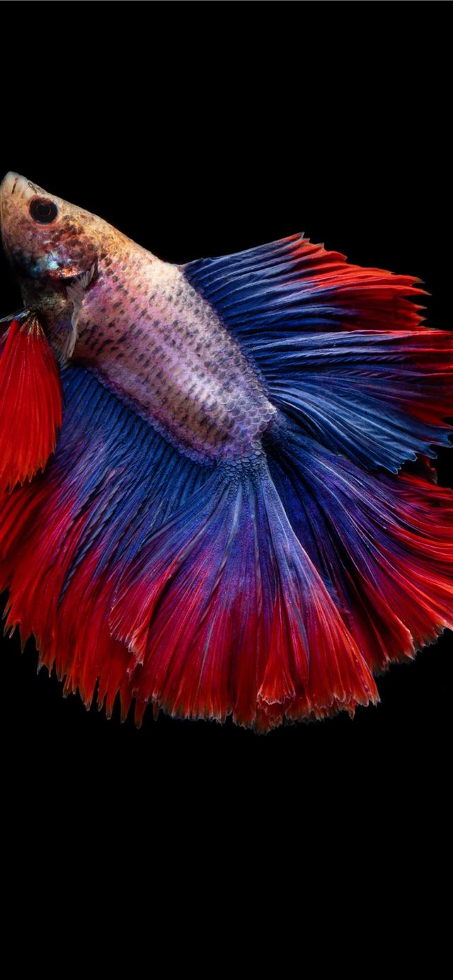 1080x1920 full moon betta fish -  iPhone SE Wallpaper