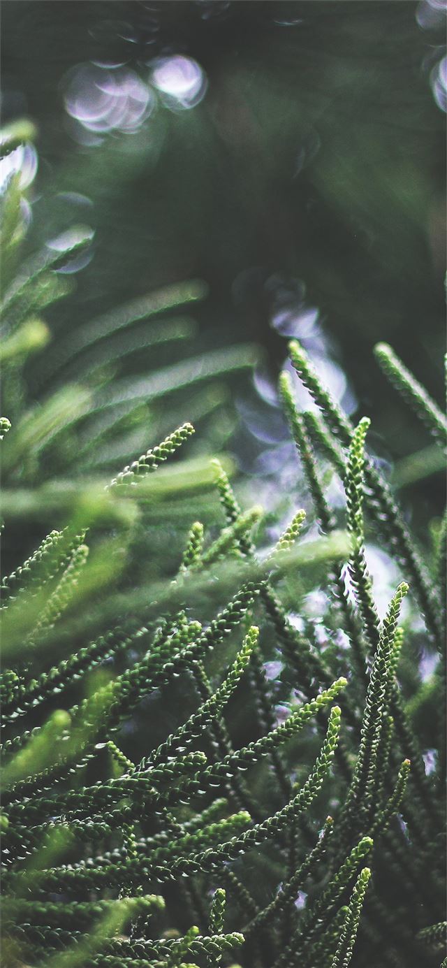 1080x1920 Apple nl76 tree green bokeh nature spring -  iPhone SE Wallpaper