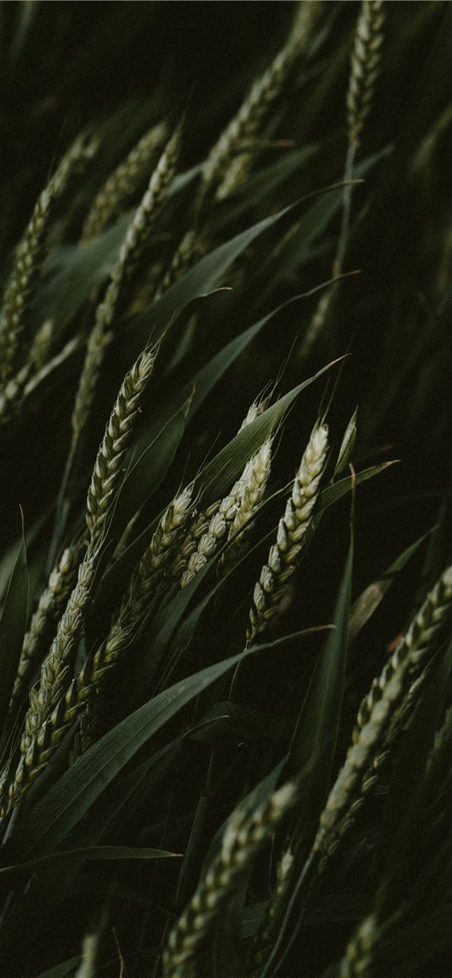1080x1920 selective focus photo of green wheats - grey iPhone SE Wallpaper