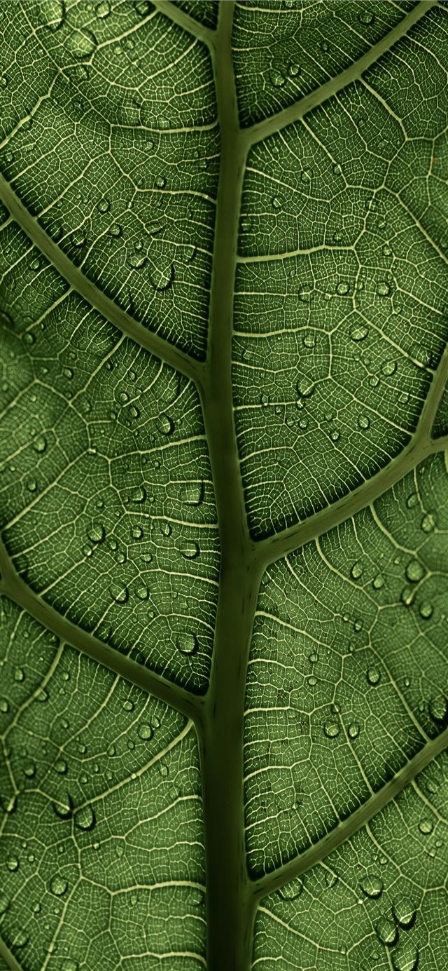 1080x1920 A Ficus Lyrata Leaf in the sunlight 2 2 IG clay ba... - usa iPhone SE Wallpaper
