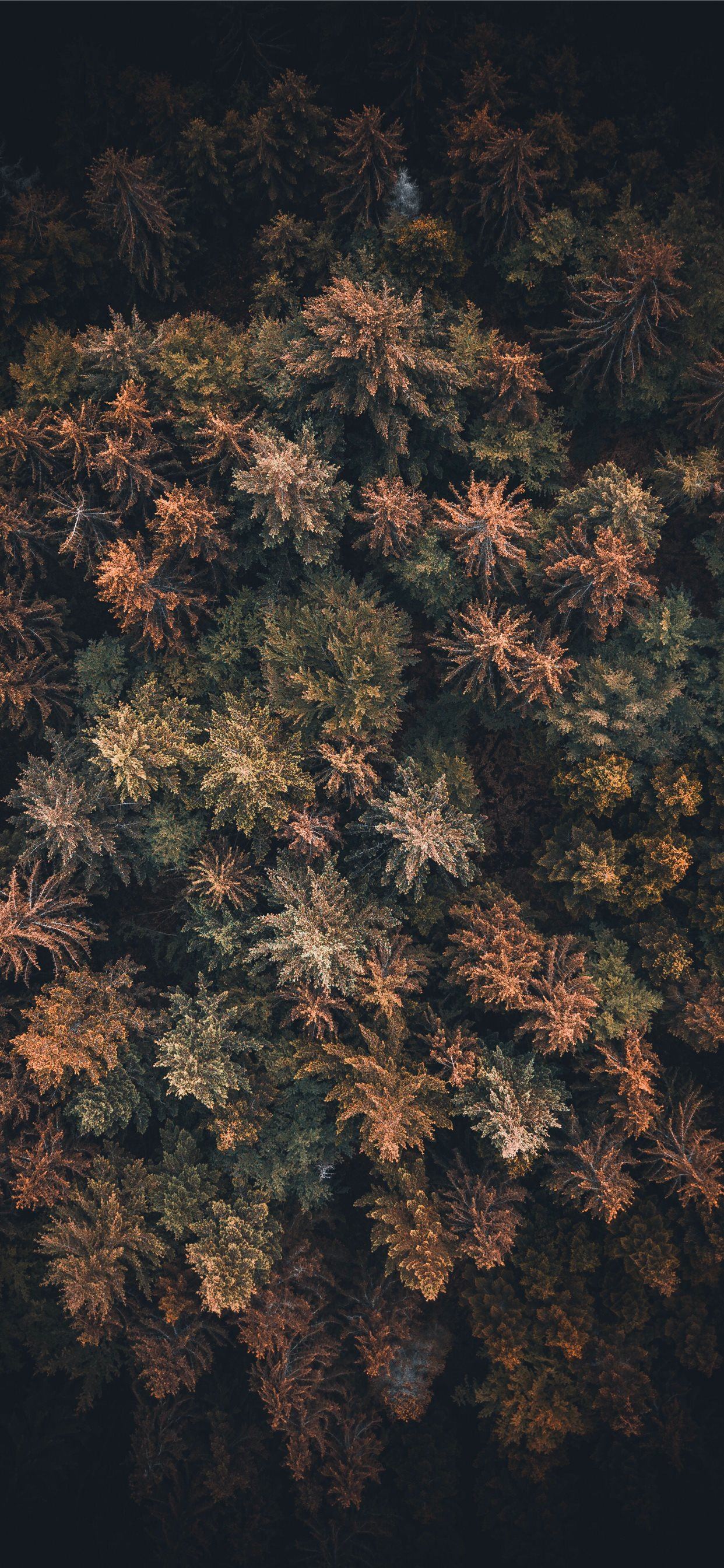 bird's eye view of trees iPhone SE wallpaper 