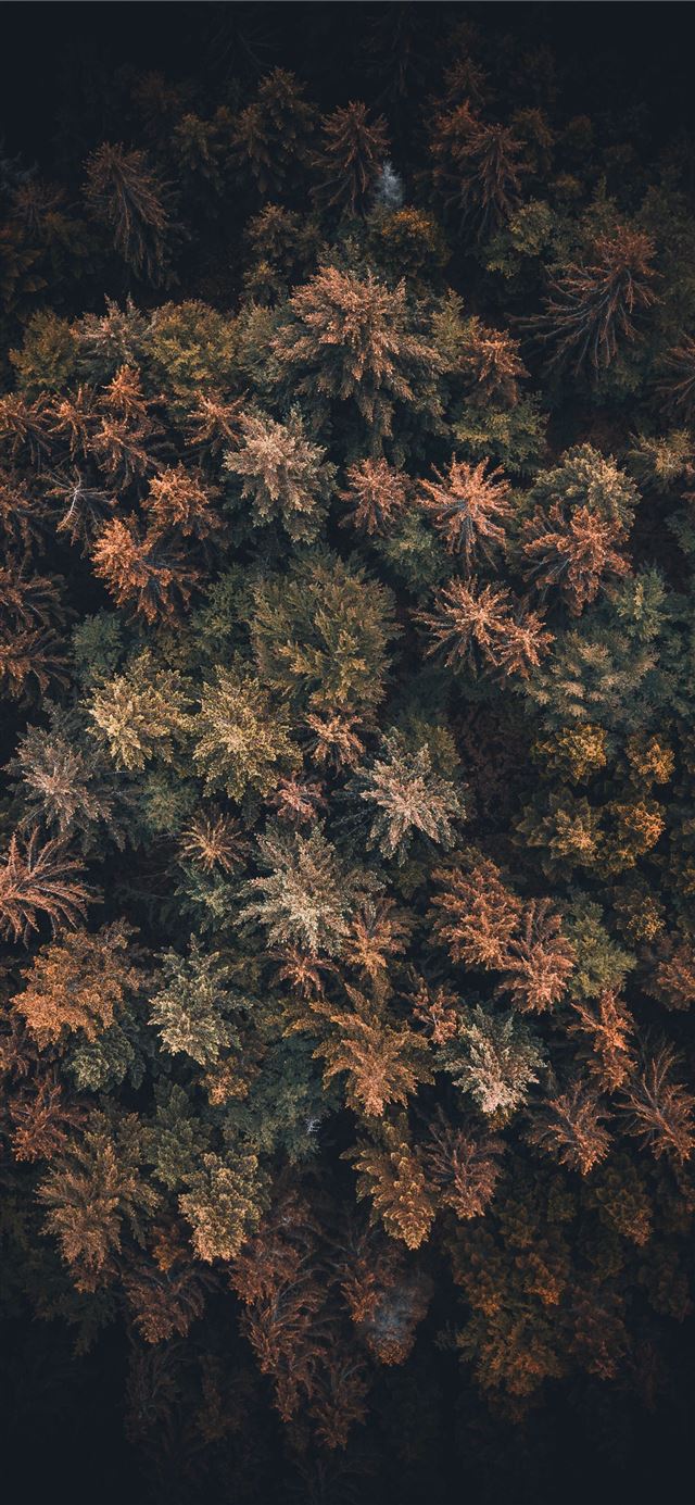 1080x1920 bird's eye view of trees - pattern iPhone SE Wallpaper