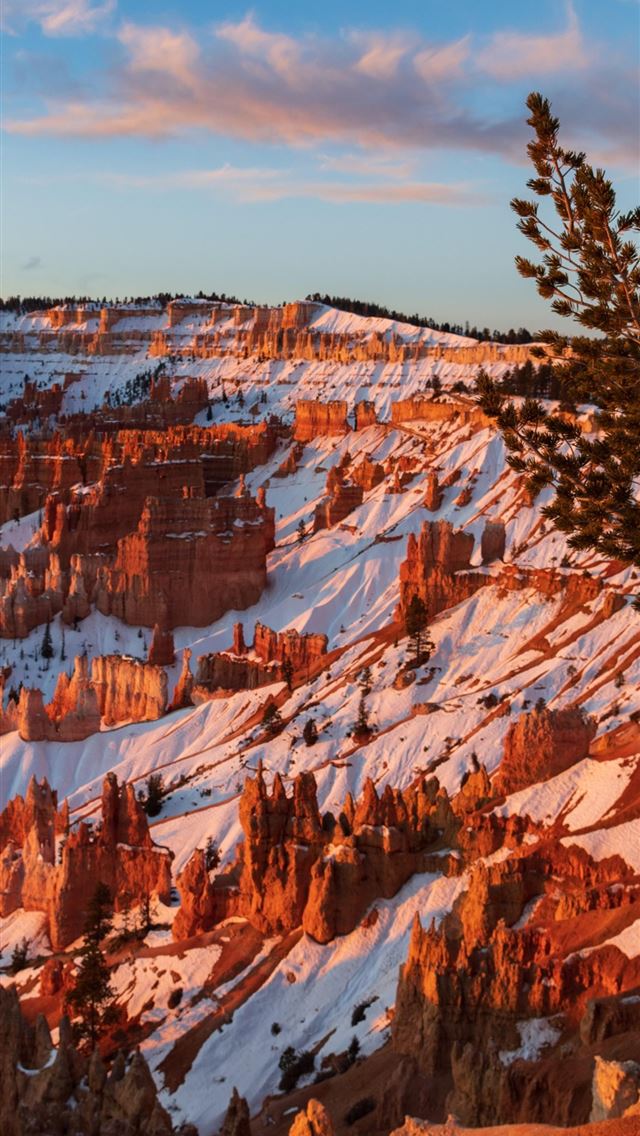 640x1136 ancient bristlecone pine over bryce canyon 8k - canyon iPhone Wallpaper