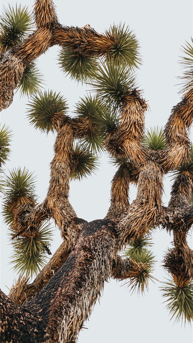 640x1136 brown and green tree under white sky during daytim... - palm tree iPhone Wallpaper
