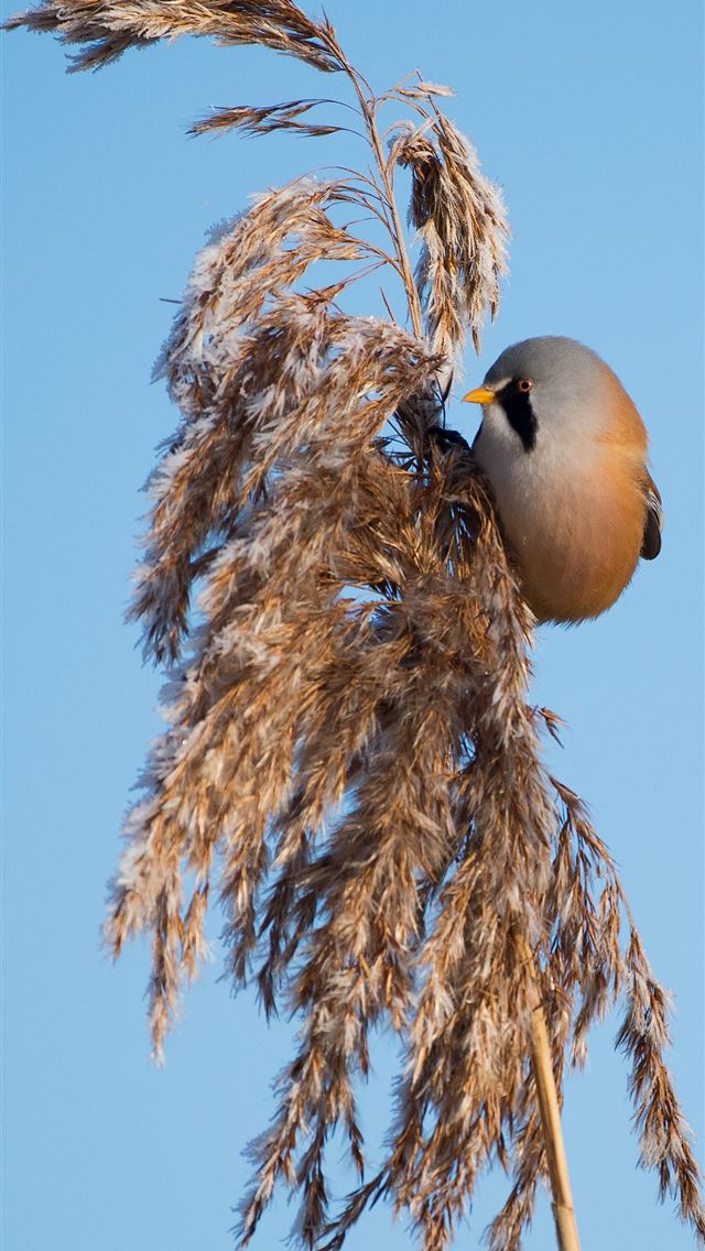 640x1136 brown whey - bird iPhone Wallpaper