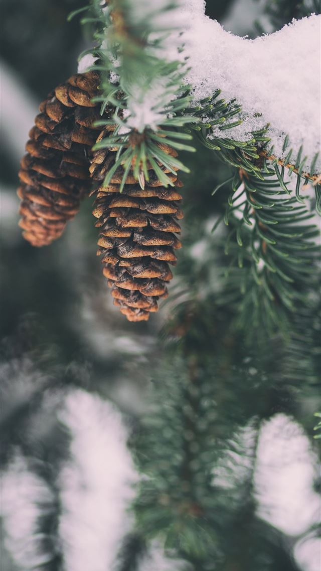 640x1136 shallow focus photography of pine cone - christmas iPhone Wallpaper