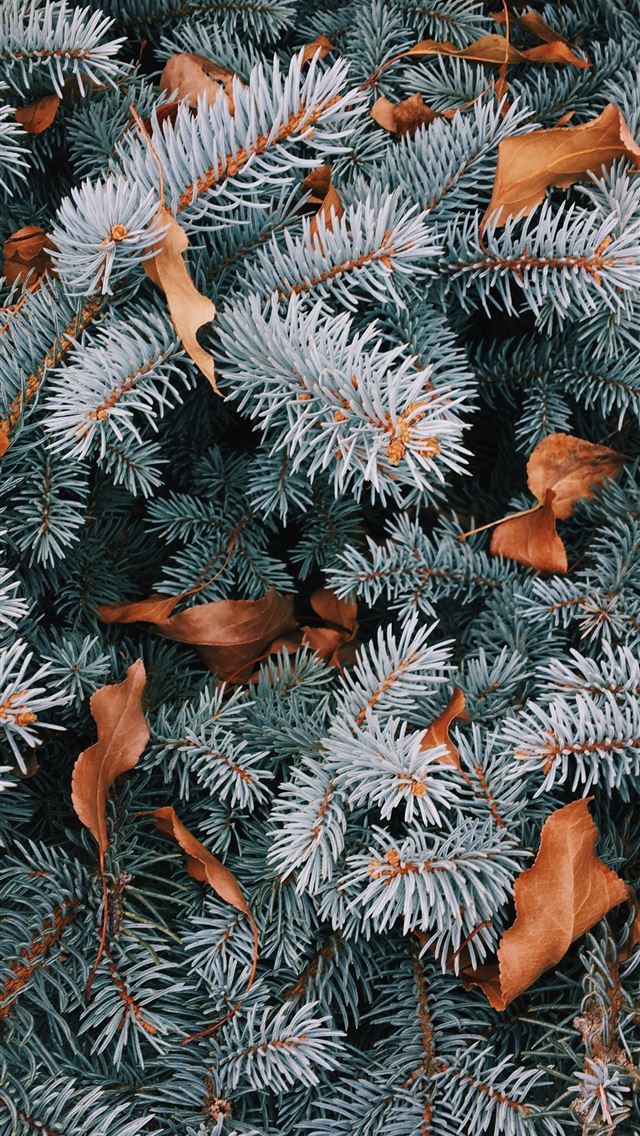 640x1136 white and brown pine leaf and dried leaf - aspen iPhone Wallpaper