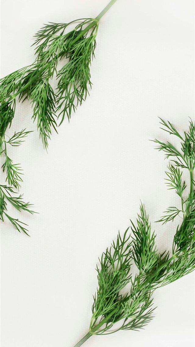 640x1136 green leafed plants on white background - food iPhone Wallpaper