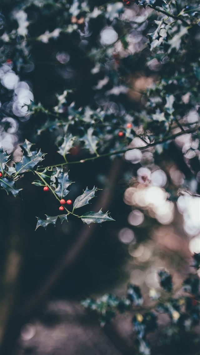 640x1136 selective focus photography of white and pink peta... - paper iPhone Wallpaper
