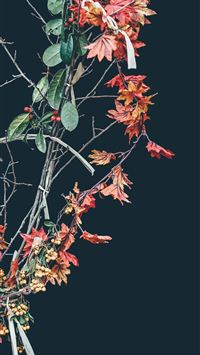 red and green leafed plant wallpaper