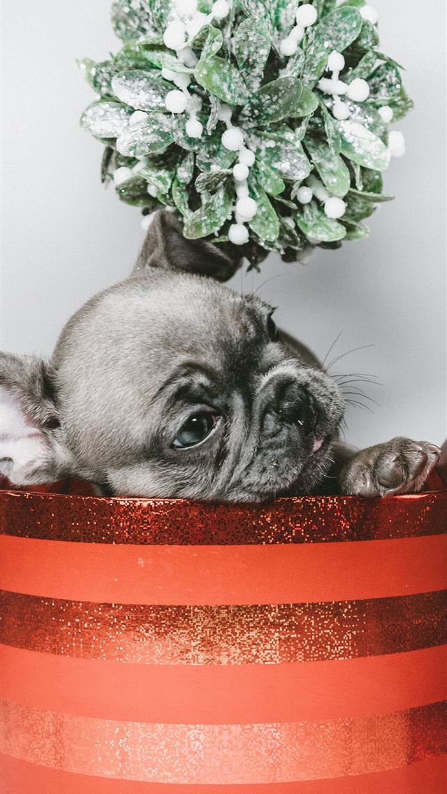 640x1136 gray puppy in red box - holiday iPhone Wallpaper