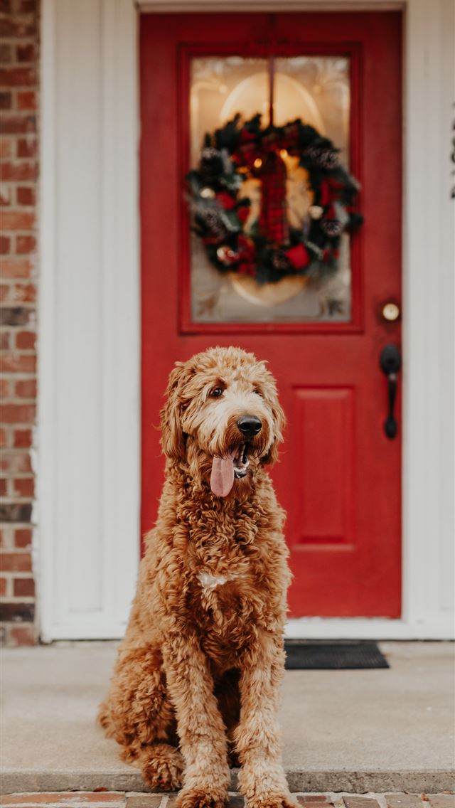 640x1136 long coated brown dog -  iPhone Wallpaper