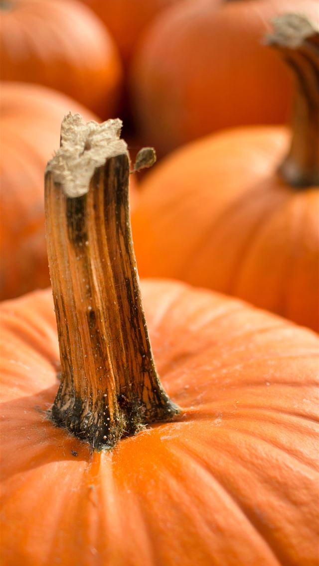 640x1136 squash lot - dallas iPhone Wallpaper